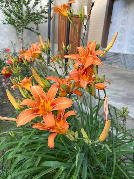 Линейник гуллари кўчатлари сотилади