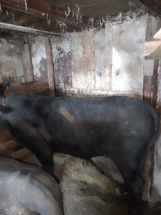 Продам быков 11-мес