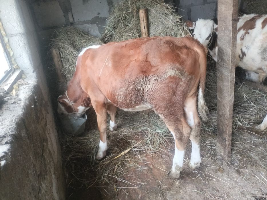 Продам телят бычки сименталы