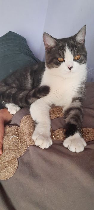 Вязка Шотландский скоттиш-страйт