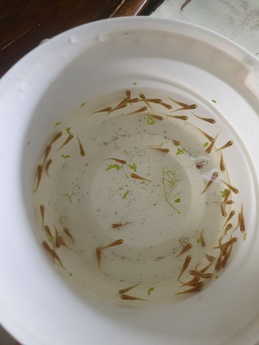 Гарра руфа спа рыбка