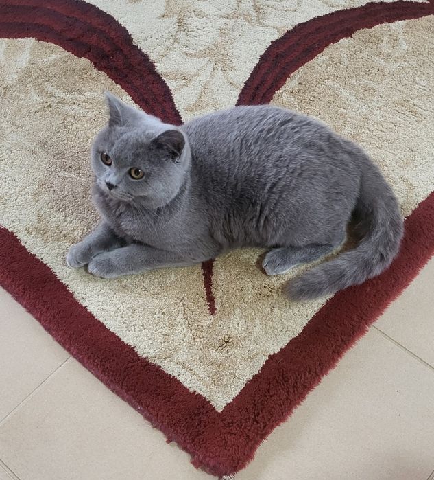 British shorthair