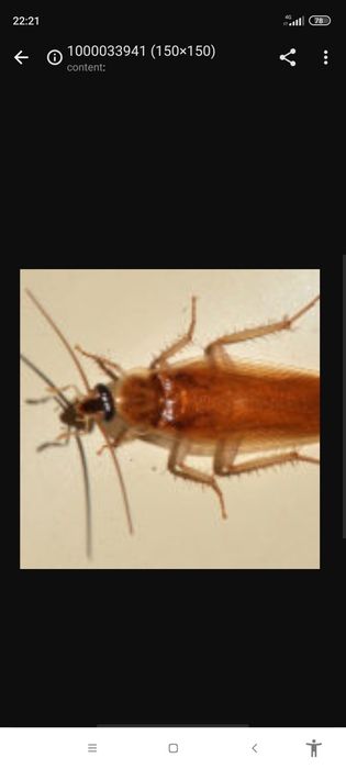 Dezinfeksiya klapa tarakan chumoli burga taxta kanasi mandaloshka kala