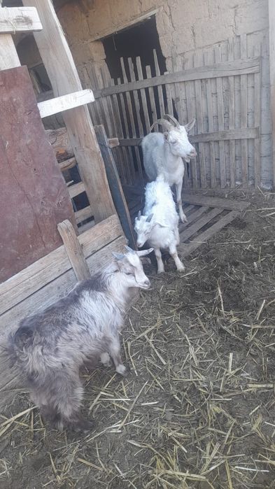 Лақты ешкі сатылады