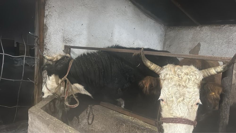 Сиыр сатылады  документы бәрі бар