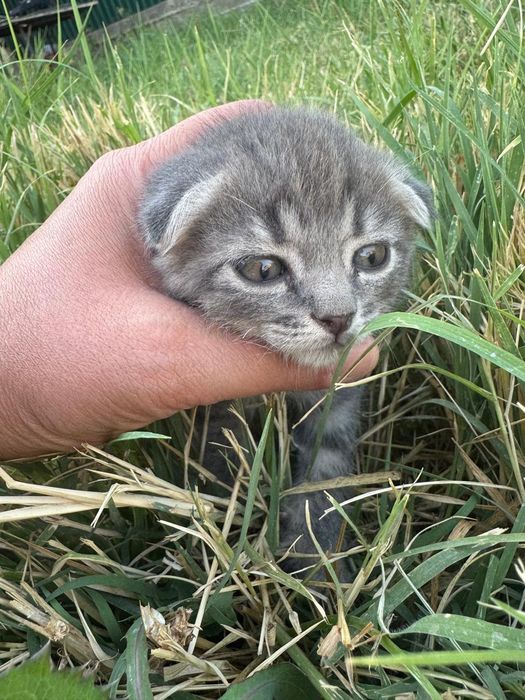 Продам котят полукровки