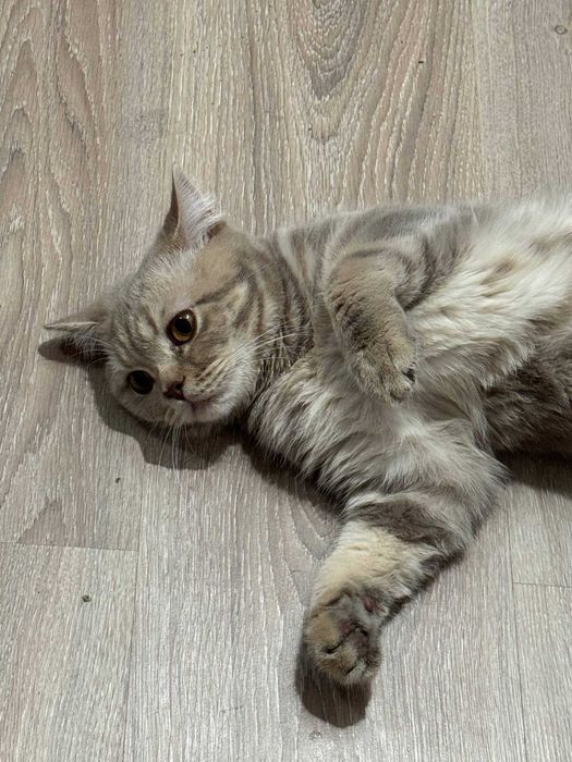 Отдаем котика Бруно в добрые руки