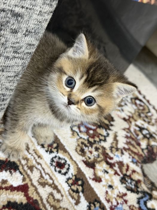 Продам котят мама золотая шиншила отец вислоухая