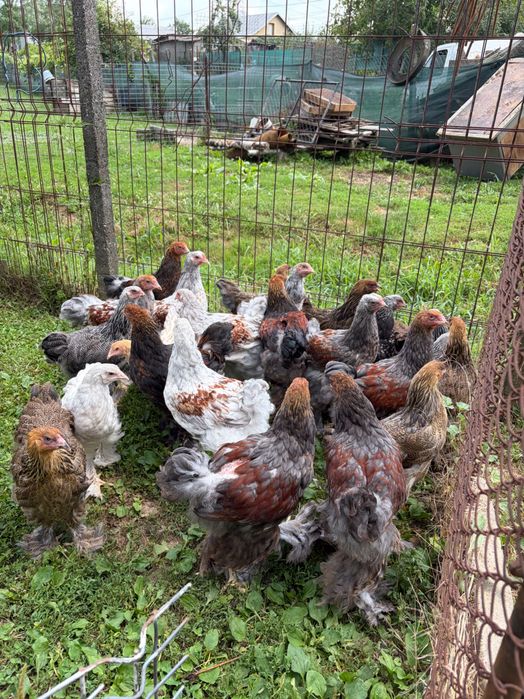 Brahma rotgesattelt și herminat închis