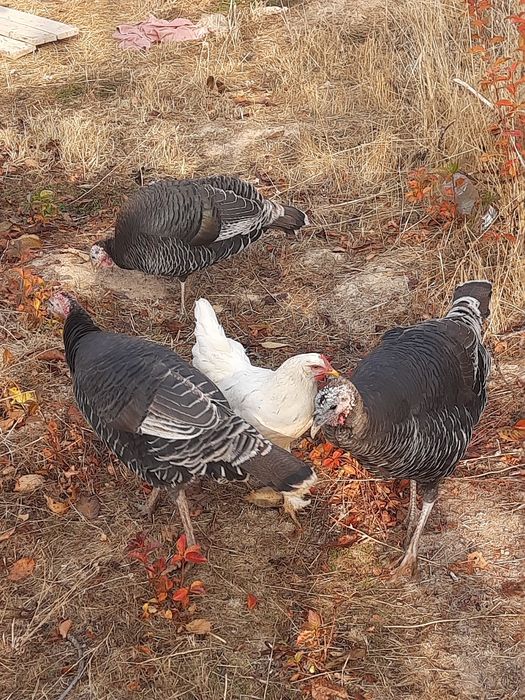 Хонаки курка ва товук хурозлар.