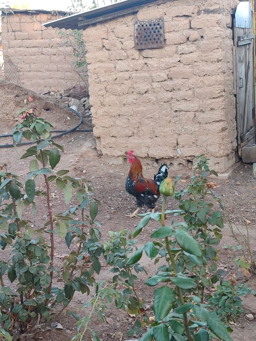 Осы 2 қораз сатылады