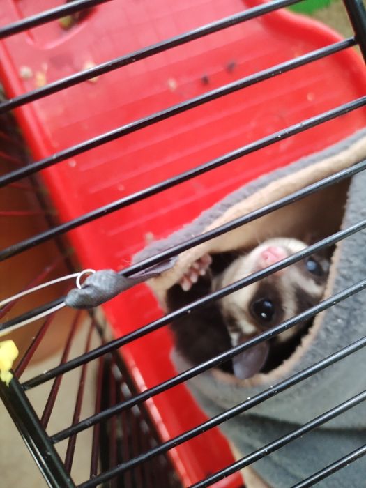 Продам сахарного опосума