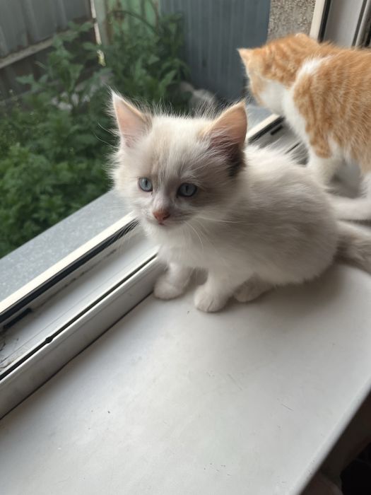 Отдам котят в добрые руки