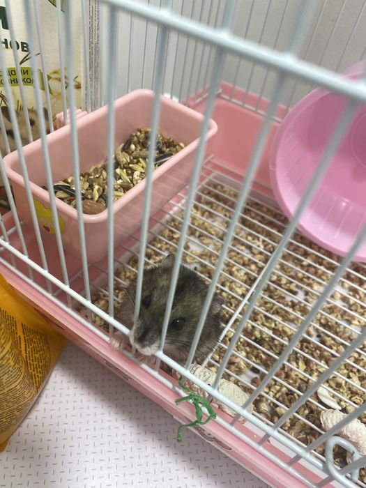 Джунгарский хомячок