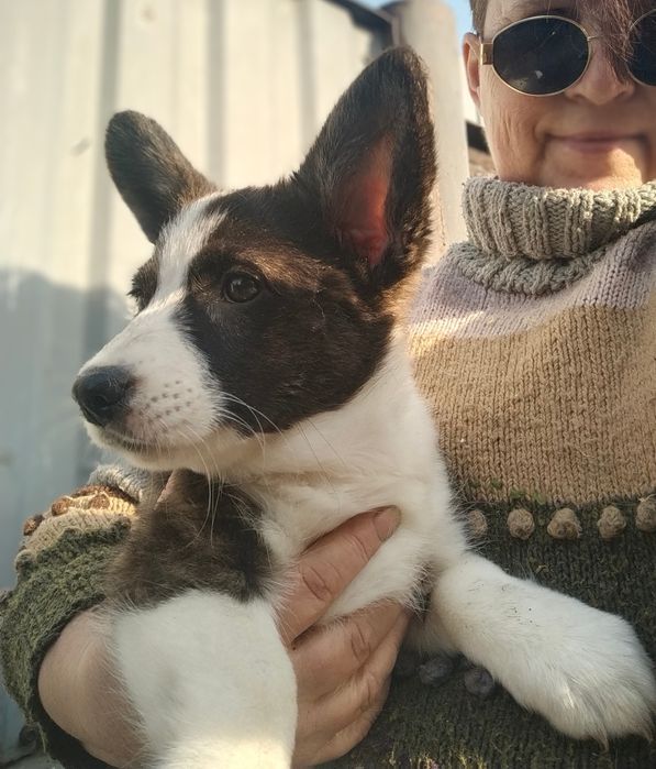 Щенки вельш корги кардиган