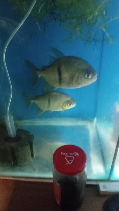 Крупная рыба цетрон метинс