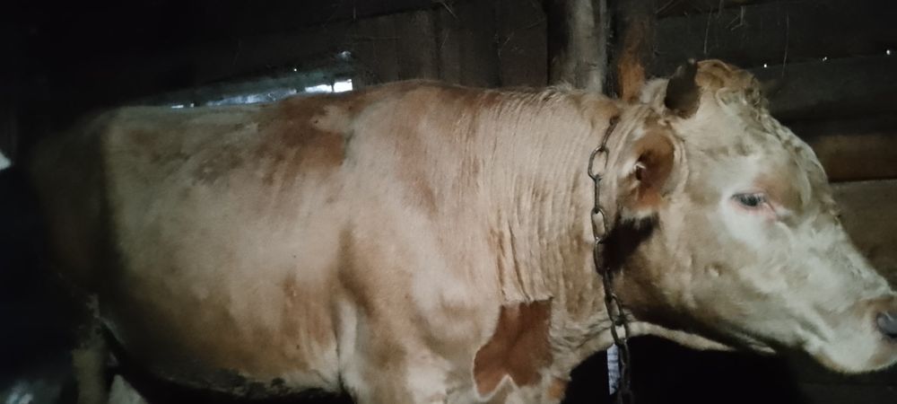 Продам бычка возраст 1год 7месяцев