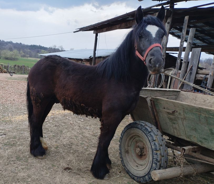 Vând manz de un an jumate