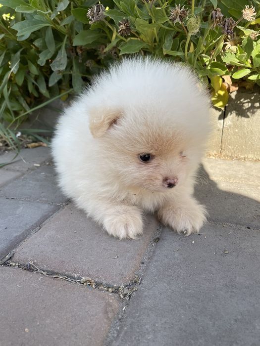 Щенки шпица