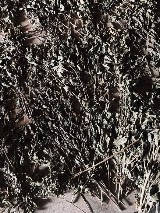 Leustean uscat foarte aromat