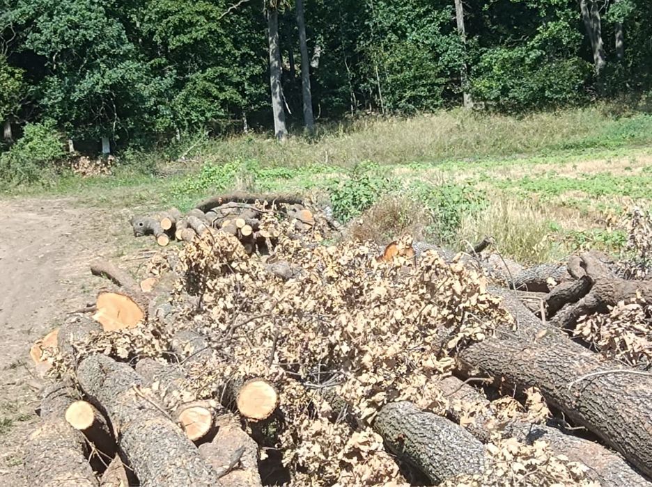 Vand lemne de foc stejar