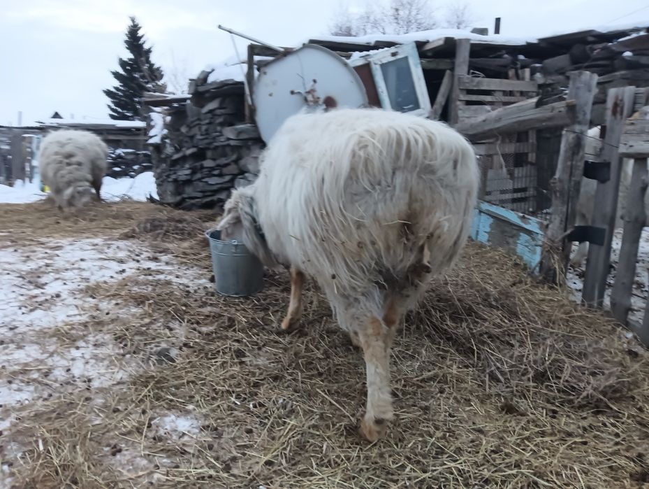 қошқар сатылады!!!