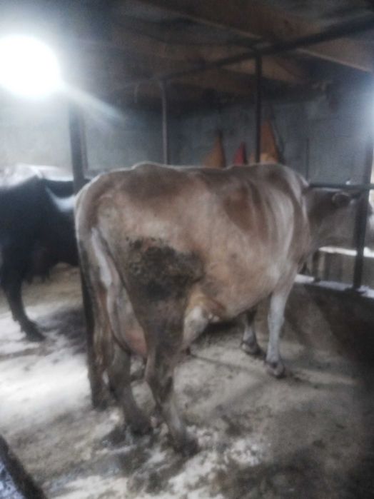Продам корову доиных