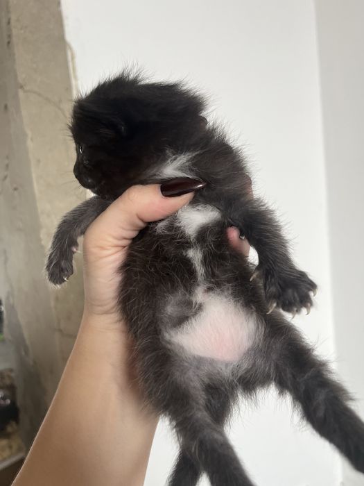 резерв котят, 8 апреля будет месяц