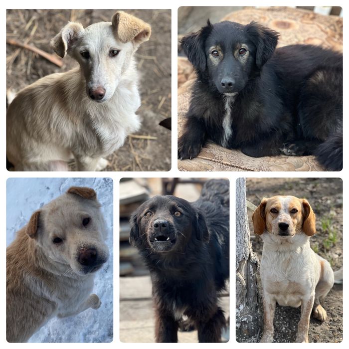 Собаки в хорошие руки