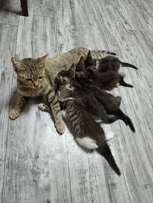 Отдам котят только в хорошие руки