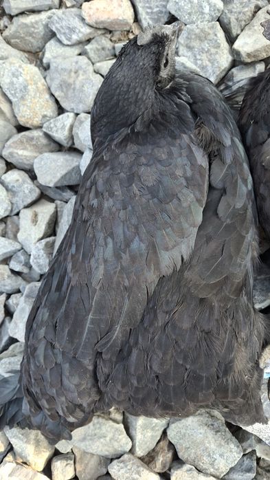 Ginekologik tekshiruv kafedrasi porno video