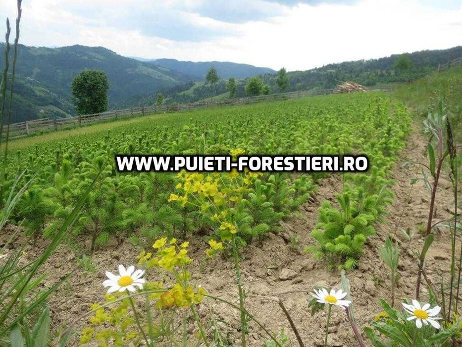 Puieti molid (Picea abies) radacina nuda- apti de plantat