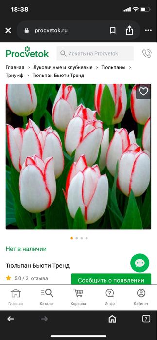 Тюльпаны к 8 марта с теплицы в Караганде!