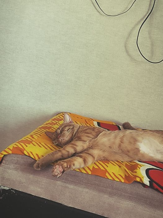 Отдам кота в хорошие руки