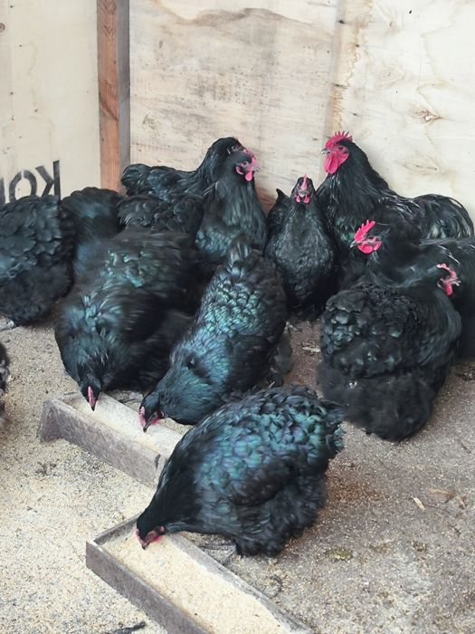 Vând oua incubat rasa Orpington negru și galben și Cochinchina