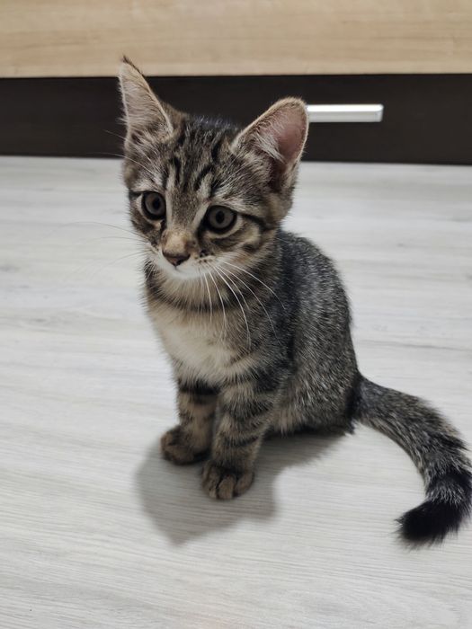 Отдам котят в хорошие руки