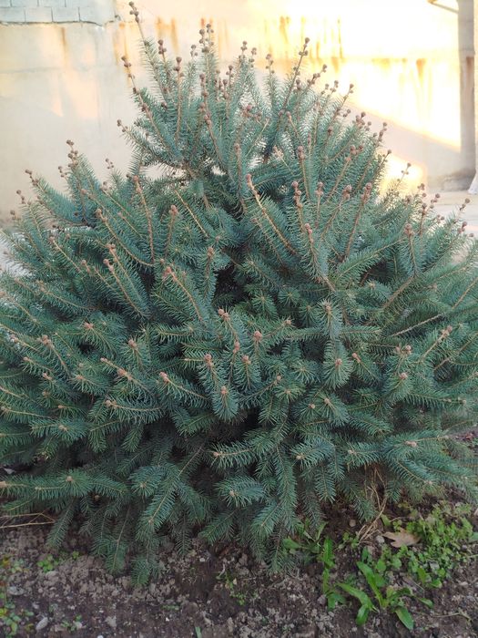 Гойубой йел арча сотилади