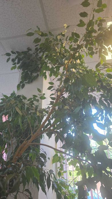 vând plante uriașe: eucalipt, arbore de cauciuc si ficus