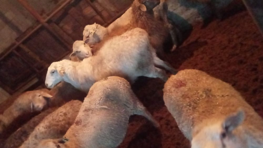 Қой сатылады. Продам баран.