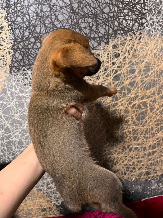 Продаётся щенок карликового пинчера