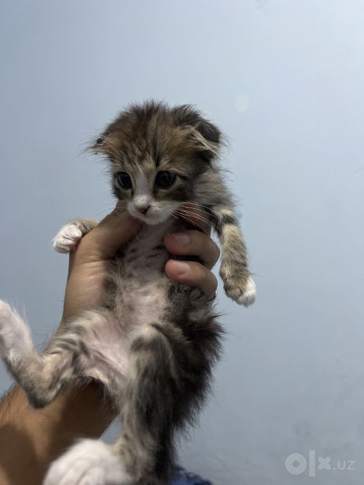 Скотиш фолд Хайланд фолд