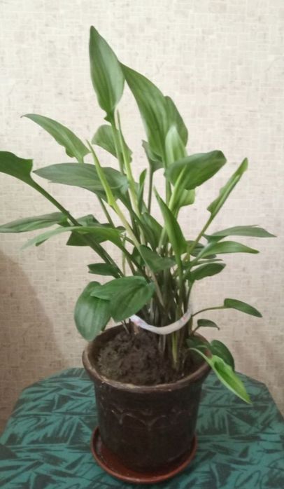 Дримиопсис и алоэ многолетний