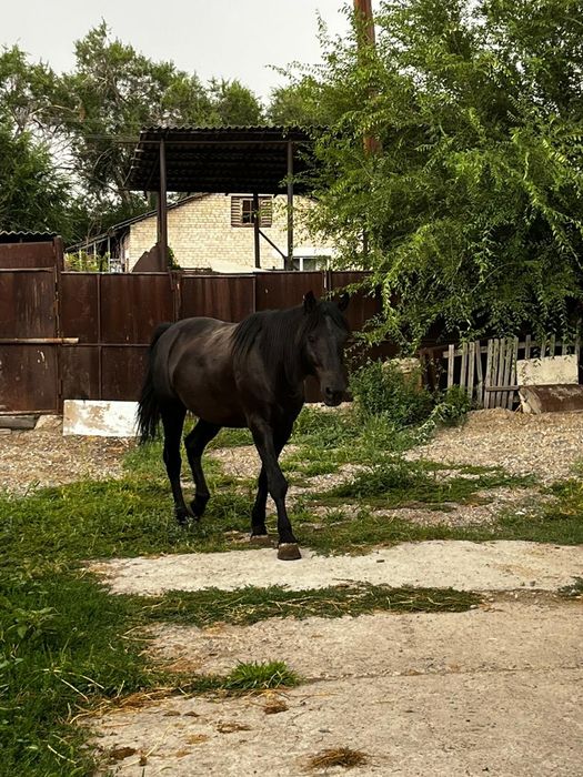 Продаётся жеребец 5 лет  на откорме 2 месяца