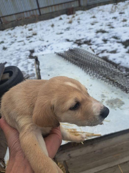 Күшіктер беріледі, отдам щенков полуТазы