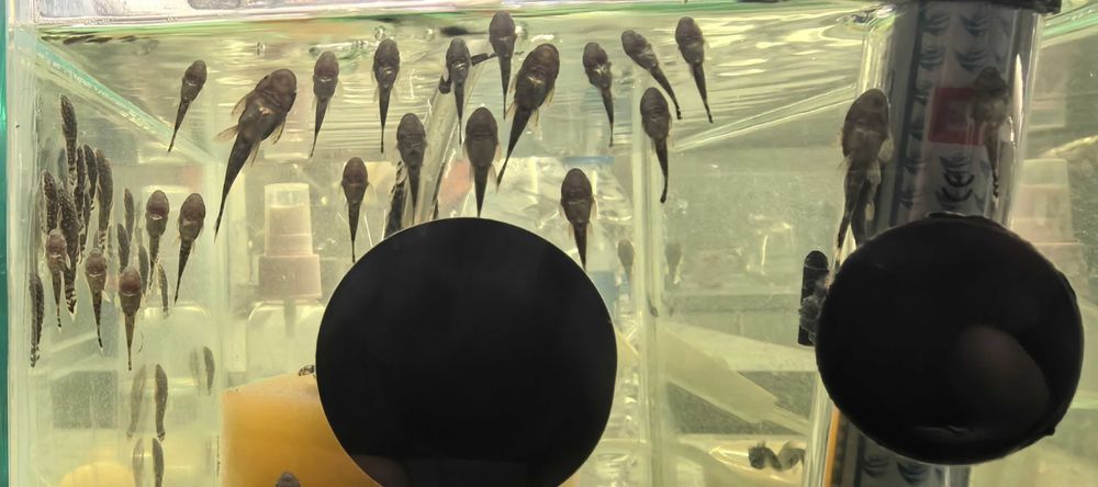 Сомчета Анцитруси