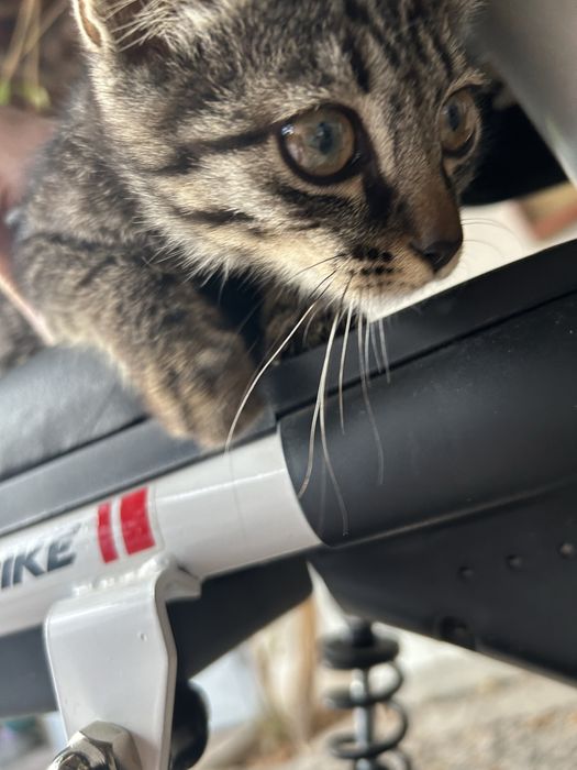 Котят милый,красивый