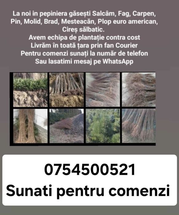 Ofertă la puieți de salcâm 0.20 bani