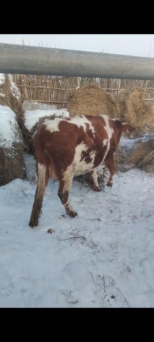 Кашар сатылады 1 туган