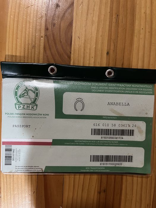 Vând mânză poloneză