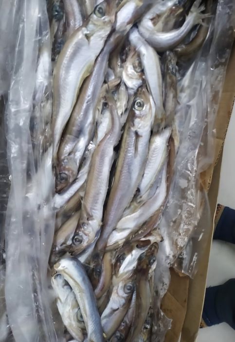 Рыба Путассу коробками